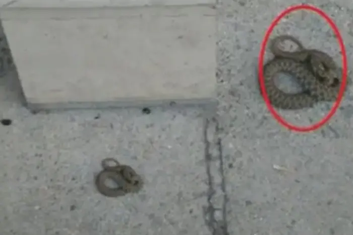 Змия ухапа дете в центъра на Пловдив