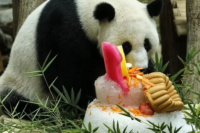 Как панда празнува рожден ден (СНИМКИ)