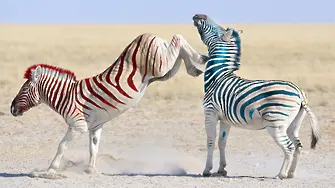 Трети букмейкър към 14,30 часа: Първата зебра на косъм от пълна победа