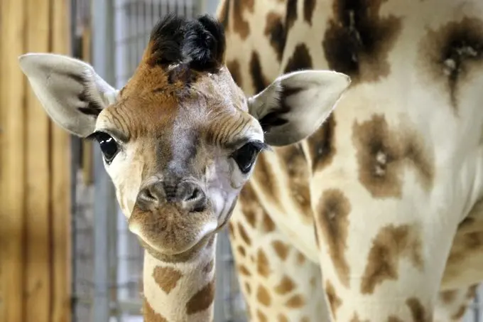Вижте това очарователно бебе жираф (СНИМКИ)