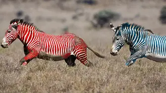 14,30 ч.: според трети букмейкър първата зебра се откъсва напред
