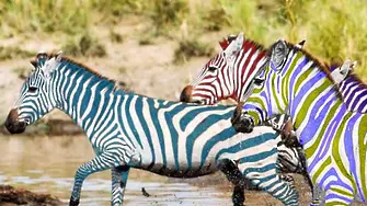 17 часа: първата зебра дръпва леко пред втората в отборното бягане