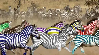 19,00 часа: седма зебра може би ще успее да финишира с над 4 км/час