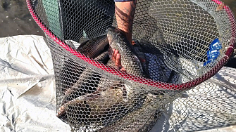 Прокурорската колегия на Висшия съдебен съвет ПК на ВСС правилно