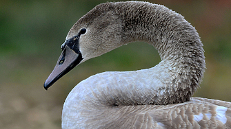 В едноименния язовир край село Лиси връх Шуменска област са