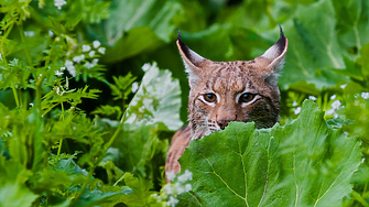 Популациите на диви животни – бозайници птици земноводни влечуги и