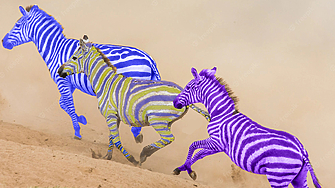 Нама промени във временното класиране на зебрите показват залозита на