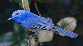 Платената версия на Twitter Twitter Blue отново е