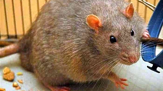 Проучване на специалисти от университета Йорк в Торонто обяснява защо