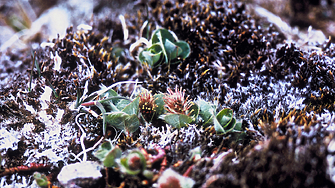 Коритата на реките в Арктика се променят в резултат на