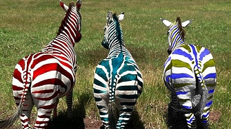 Първата спортна агенция извади резултати от извънредния национален шампионат за