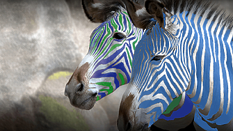 Нито една от първите две зебри не се дава –