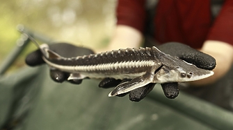 Кампанията на WWF посветена на опазването на дома на