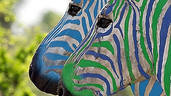 Първите две зебри са на фотофиниш към 16 00 ч показват