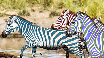 Въпреки залозите на букмейкърите че само пет зебри ще успеят