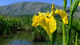 Блата мочурища торфища заливни низини и езера – над 90