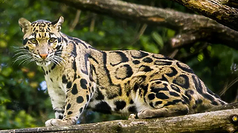 Леопард е избягал от зоопарка в Стара Загора съобщава бТВ