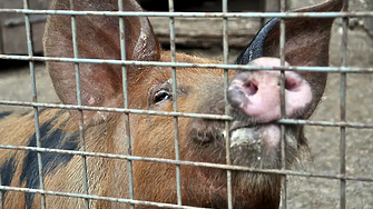 Според публикация на сайта suprotiva eu хайки от ЕС тръгват по