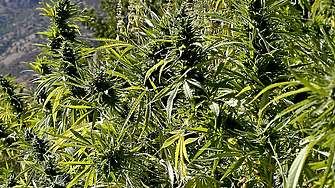 Германското правителство одобри законопроекта на министъра на здравеопазването Карл Лаутербах