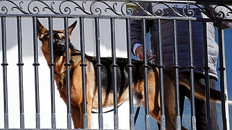 Кучето на американския президент Джо Байдън Командър е ухапало