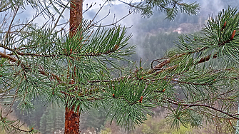 През нощта и до сутринта главно над Западна а утре