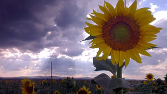 Решението на парламента да подкрепи отпадането на забраната за внос