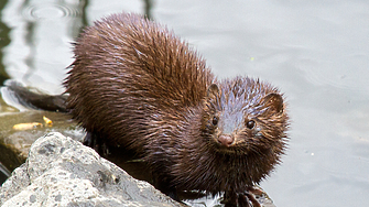 98 случая на вируса Sars CoV 2 са установени в български ферми