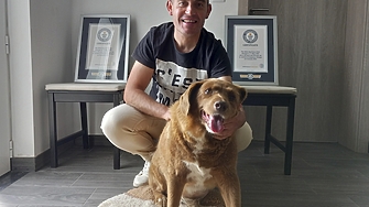 Боби най старото куче в света е починало на 31 годишна възраст