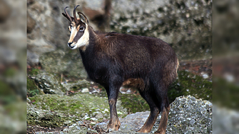 За интересно обвинение и присъда съобщават от Окръжна прокуратура Габрово Ловец от
