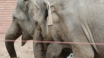 Фалшива страница на Софийската зоологическа градина се появи във фейсбук