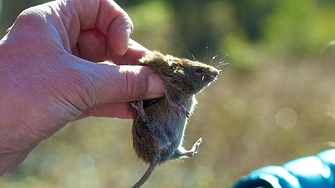 Непознат досега вирус взе жертва в Аляска а жител на