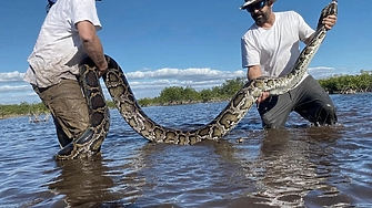 Отглеждането на питони във ферми може да се превърне в