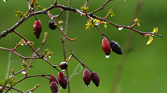 През нощта над Източна България ще има значителна облачност на