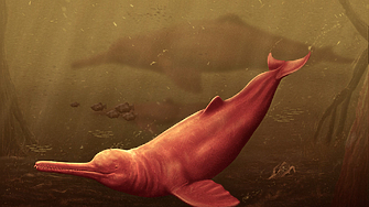 Международен екип от изследователи откри останки от гигантски сладководен делфин