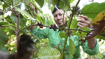Кафето което повечето хора пият сутрин води началото си отпреди