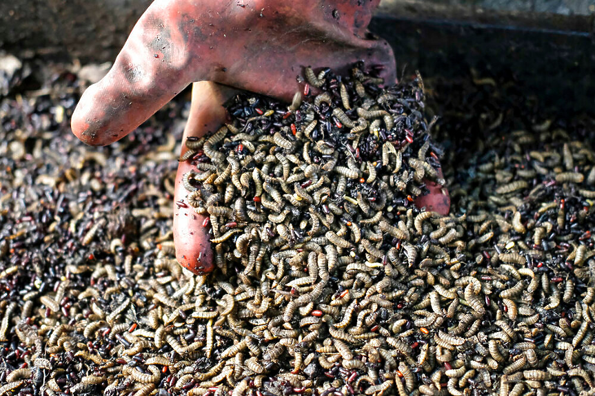 Да - ядем насекоми от десетки години. Вълненията по въпроса са закъснели