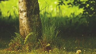 Живият организъм с най голям геном не е нито синият кит