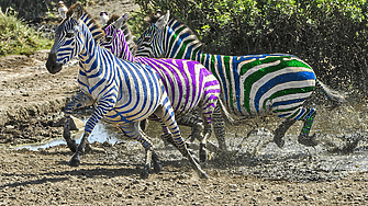 Все още има неяснота кой ще вземе второто място показват