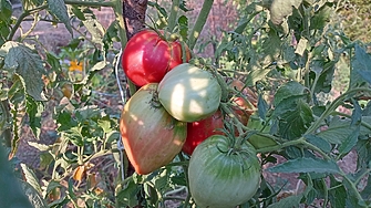 До 10 по евтина зимнина може да сложим тази година спрямо миналата