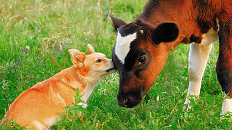 Пука ли им на кандидатите за народни представители за правата на