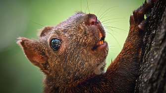 Катериците изглеждат като очарователни пухкави създания с апетит за лешници но