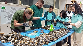 Птиците не са починали от фойерверките в новогодишната нощ Това каза