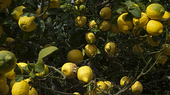 Турция спира временно износа на лимони от днес поради студеното