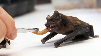 Клетките на прилепите могат да се борят със смъртоносни човешки