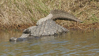 Петима души оцеляха в продължение на 36 часа в блато