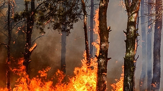 От няколко дни голяма горска площ в германската провинция Саксония