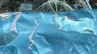 За нелеп но и потенциолно много опасен инцидент с бивол край София