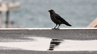 Времето в петък 7 ноември ще остане облачно и с