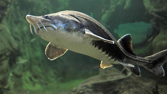 Министърът на земеделието и храните и министърът на околната среда