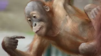 Орангутани умират, за да ядем 